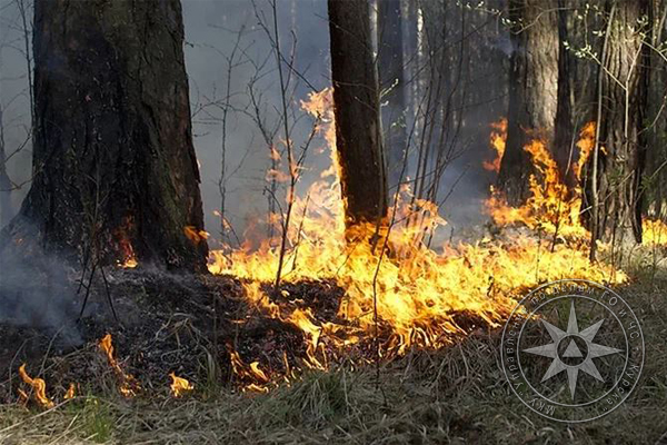 Что делать, если обнаружили пожар в лесу?